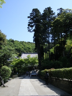 images/2009/04/enkakuji_P4270039r1s.JPG