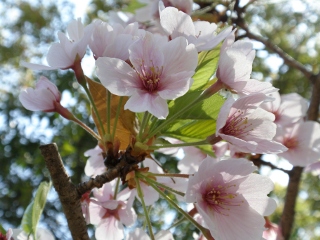 images/2009/04/hijiyama_sakura_P4110008s.JPG