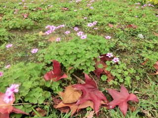 ../道端の紅葉したカエデの落ち葉とスミレの一種かな