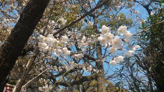 ../平和記念公園の桜も開花