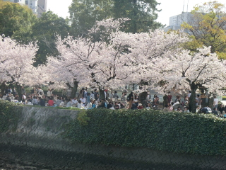 ../平和記念公園お花見風景