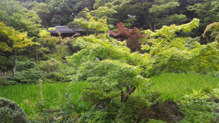 ../根津美術館庭園の燕子花群生