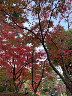 ../縮景園紅葉1