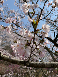 ../桜近景