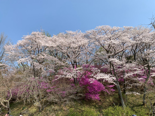 ../桜遠景