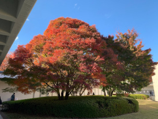 ../ひろしま美術館の紅葉