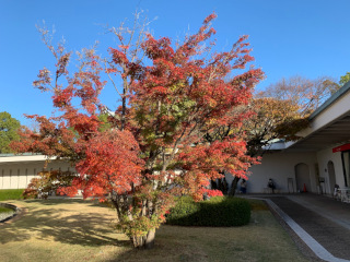 ../ひろしま美術館の紅葉、東側