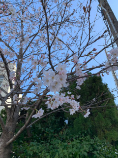 ../皆実小学校校門の桜