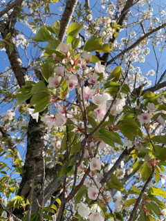 ../葉桜、宇品波止場公園にて