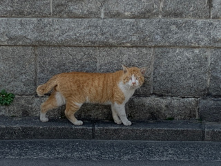 ../にゃんと猫が往く