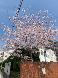 ../皆実小学校の桜