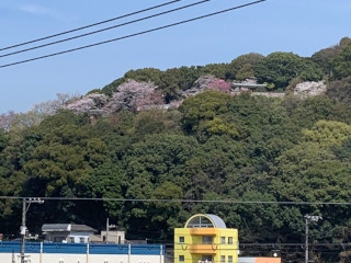 ../比治山に桜が見える