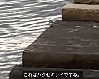 �n�N�Z�L���C