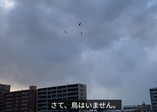 �J�����ƃg�r