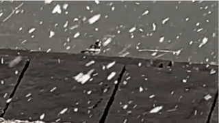 �n�N�Z�L���C�A��̑攪�D������ɂ�