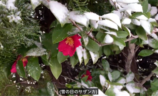 �T�U���J�A�T�U���J�炢����