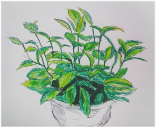 ../jpg/sketch_plant_2008-09-13-3.jpg